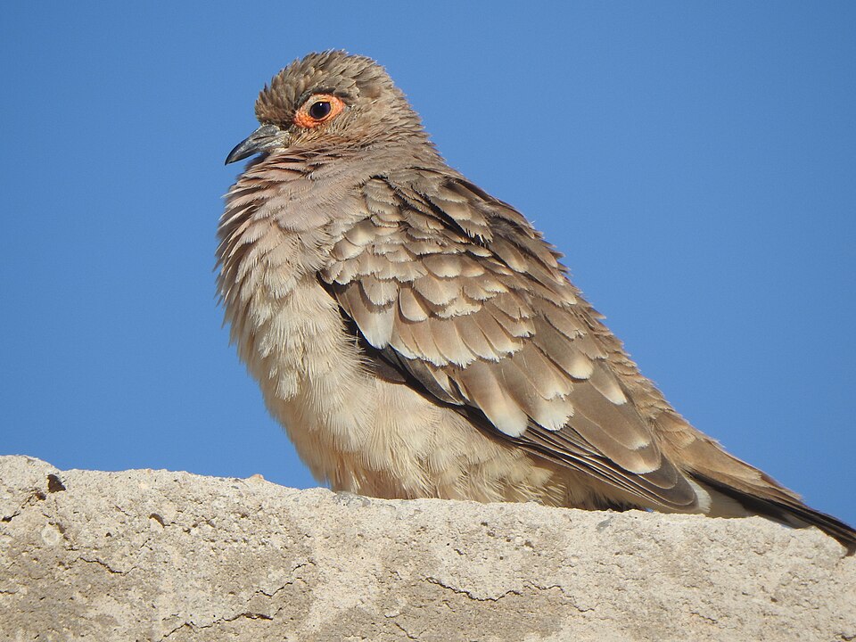 Bare-faced Ground Dove