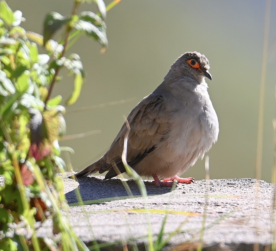 Moreno's Ground Dove