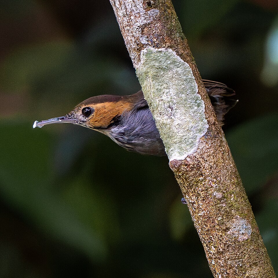 Tawny-faced Gnatwren