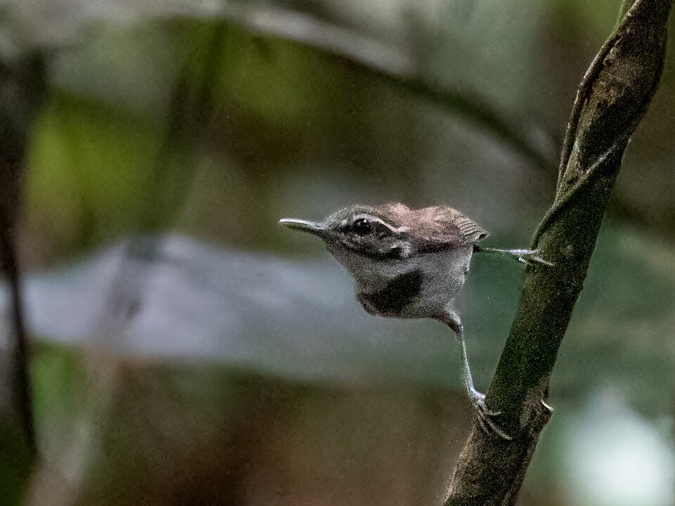 Collared Gnatwren