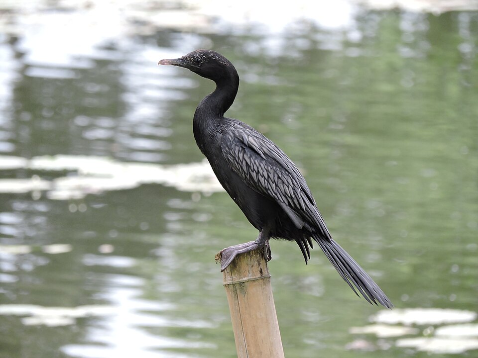 Little Cormorant