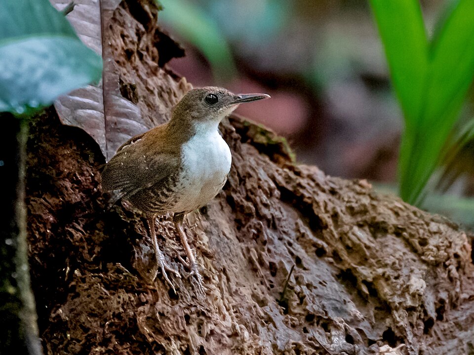 Southern Nightingale-Wren