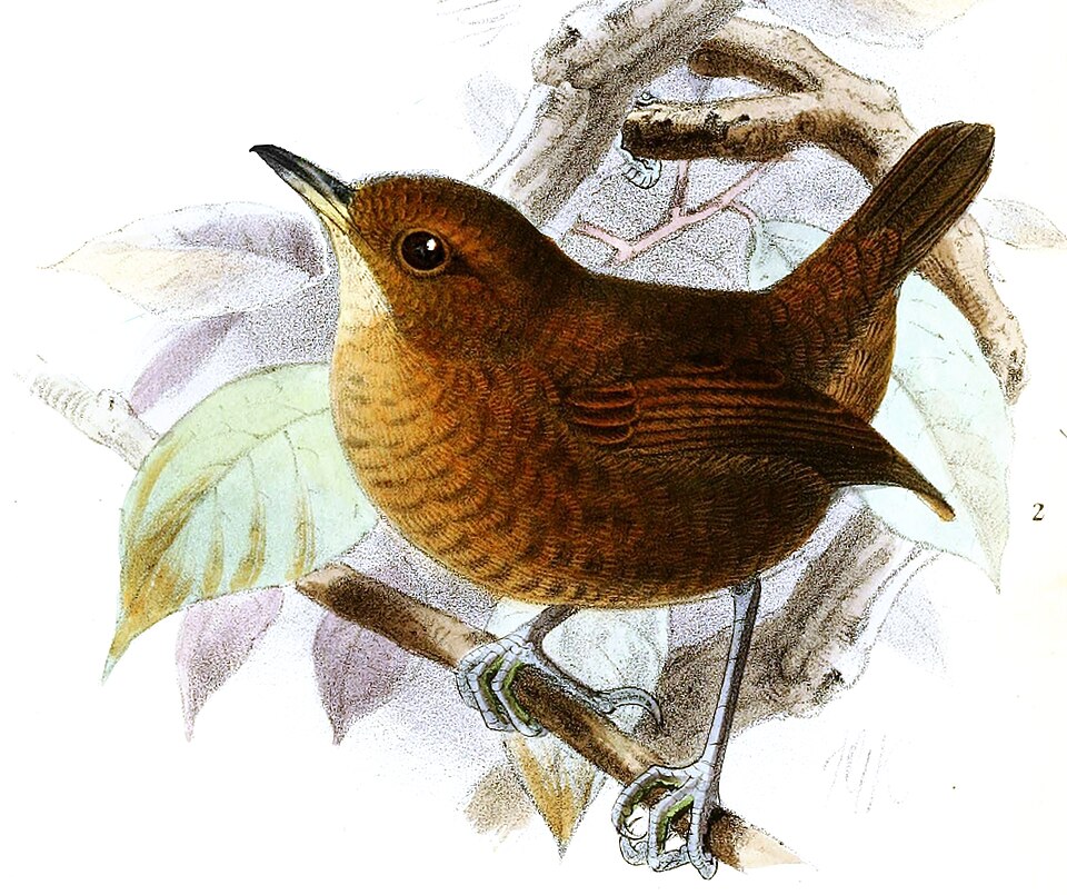 Flutist Wren