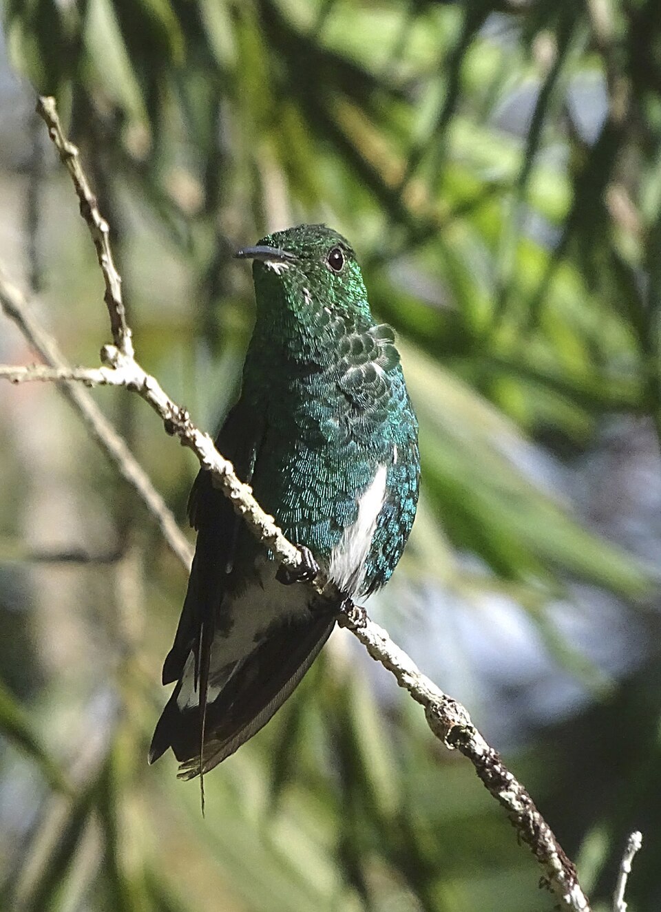 White-tailed Emerald