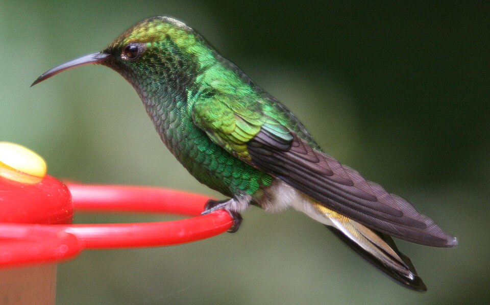 Coppery-headed Emerald
