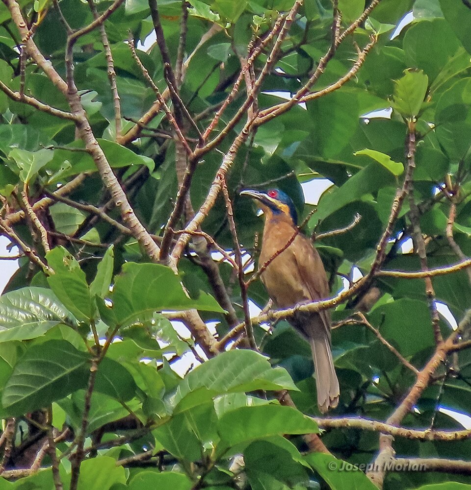 Dwarf Koel