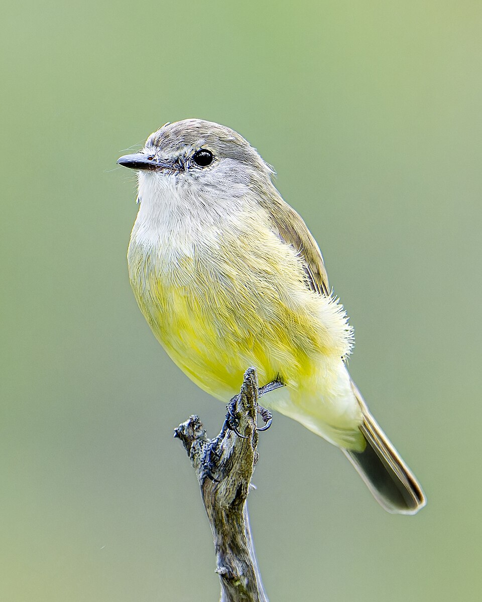 Lemon-bellied Flyrobin