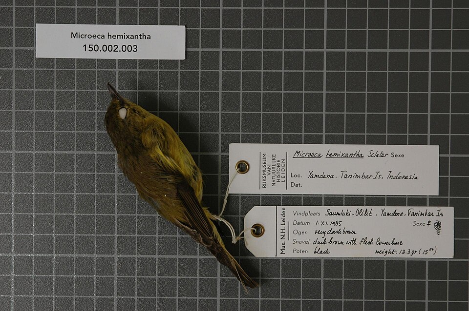 Golden-bellied Flyrobin