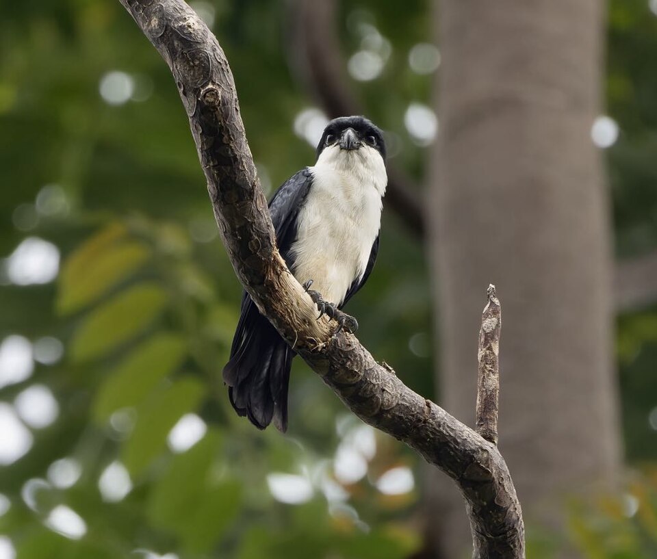Philippine Falconet