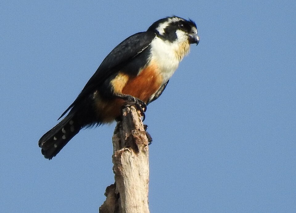Black-thighed Falconet