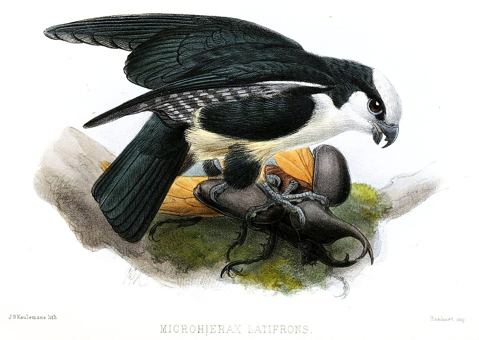 White-fronted Falconet
