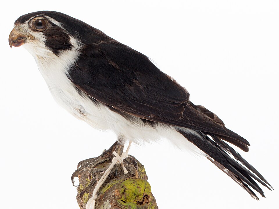 Pied Falconet