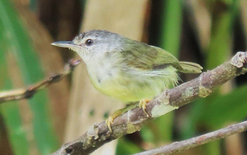 Mindanao Miniature Babbler