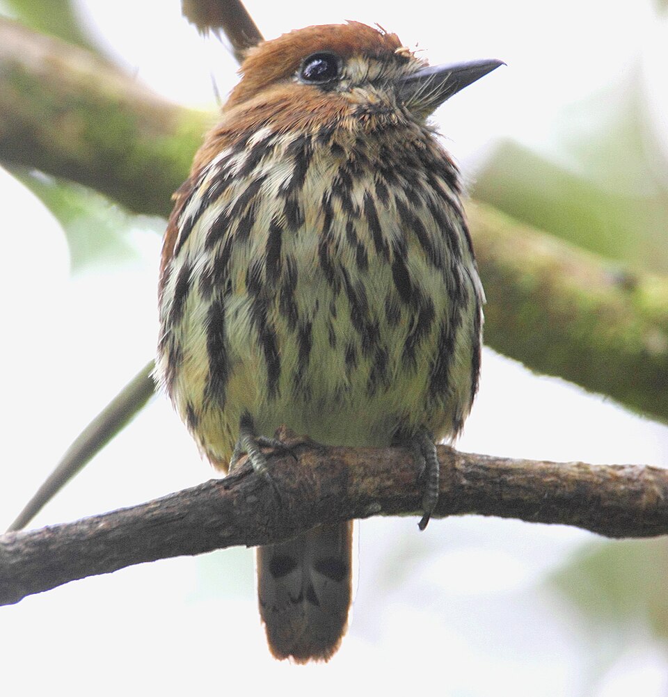 Lanceolated Monklet