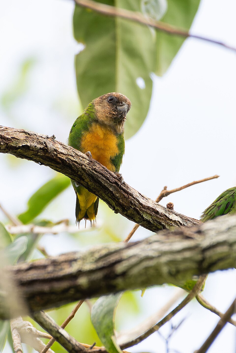 Geelvink Pygmy Parrot