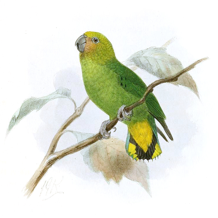 Yellow-capped Pygmy Parrot
