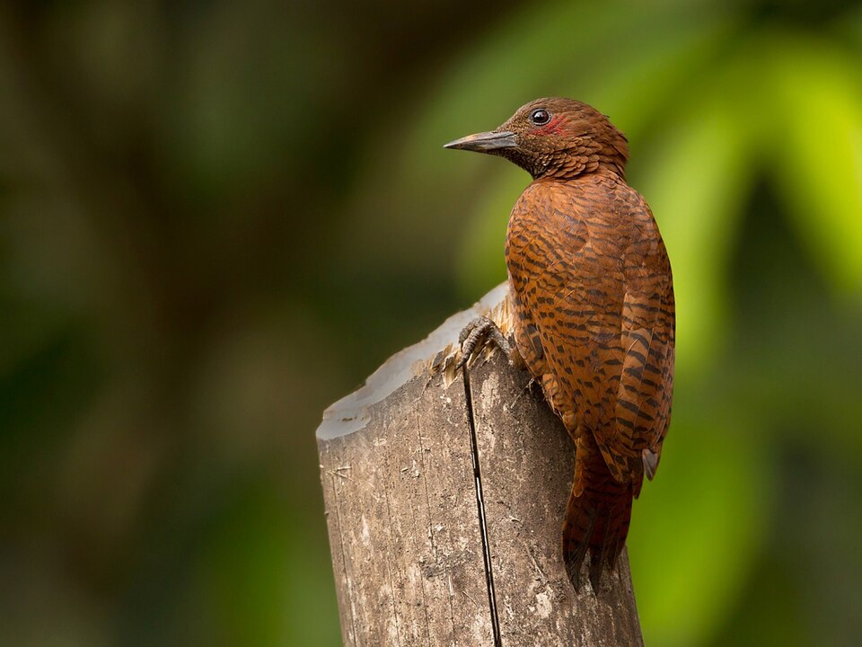 Rufous Woodpecker