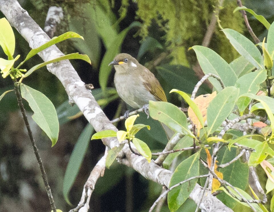 Scrub Honeyeater