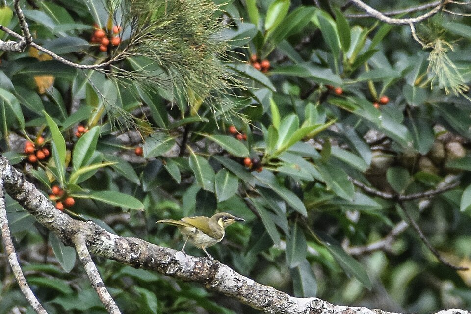 Elegant Honeyeater