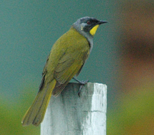 Yellow-gaped Honeyeater