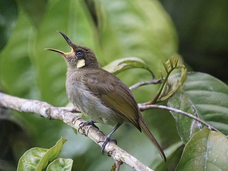 Graceful Honeyeater