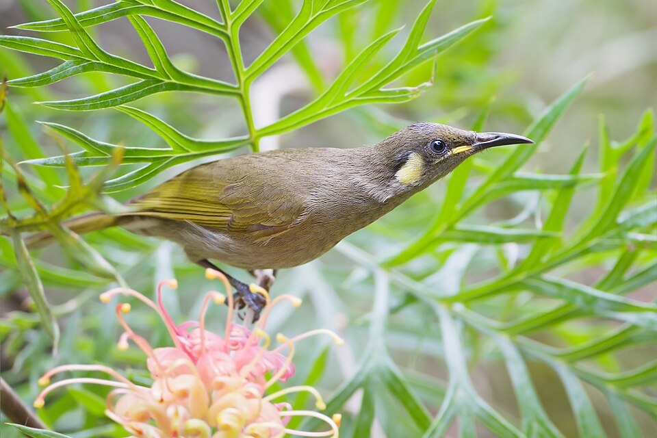 Cryptic Honeyeater