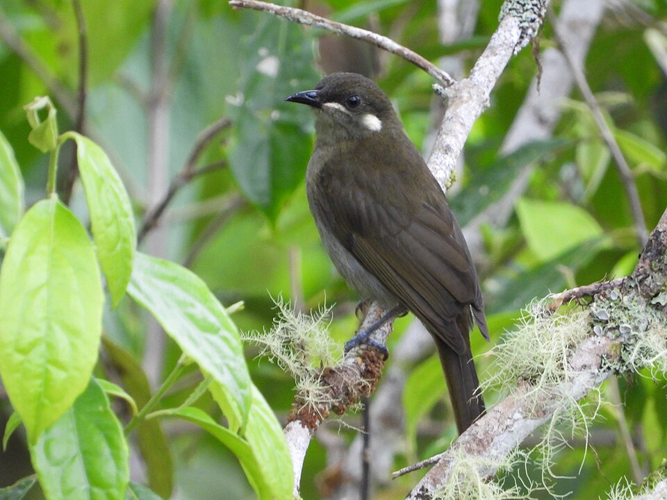 Forest Honeyeater