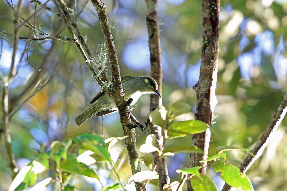 Mountain Honeyeater