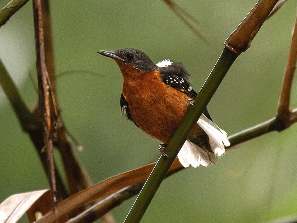 Dot-winged Antwren