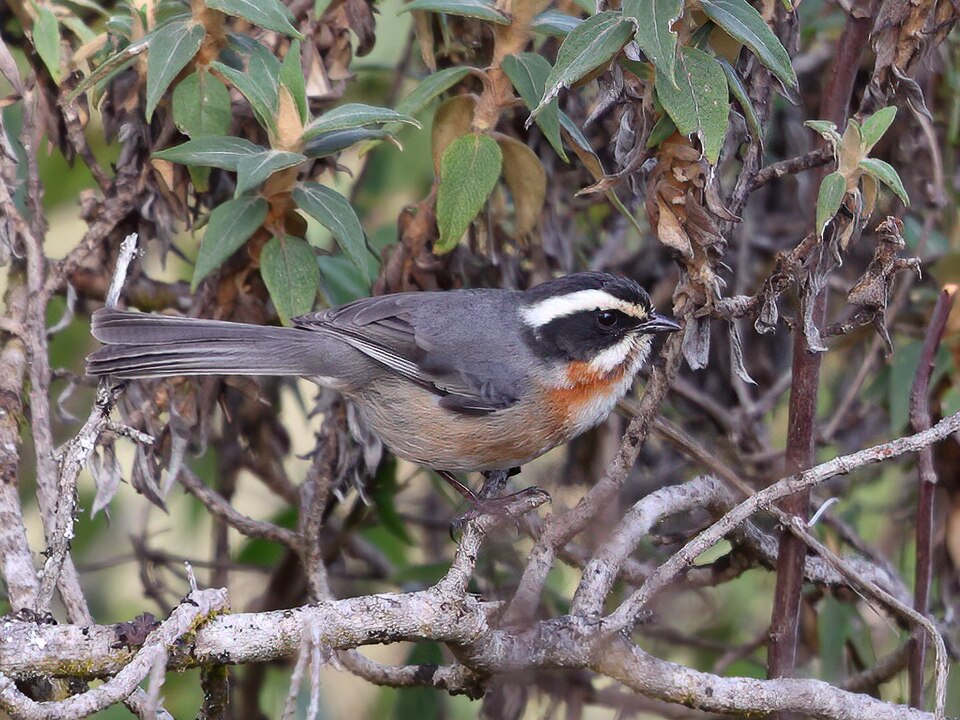 Plain-tailed Warbling Finch