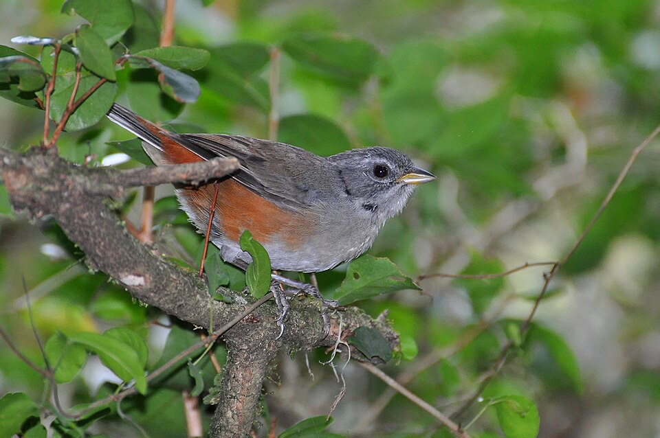 Grey-throated Warbling Finch