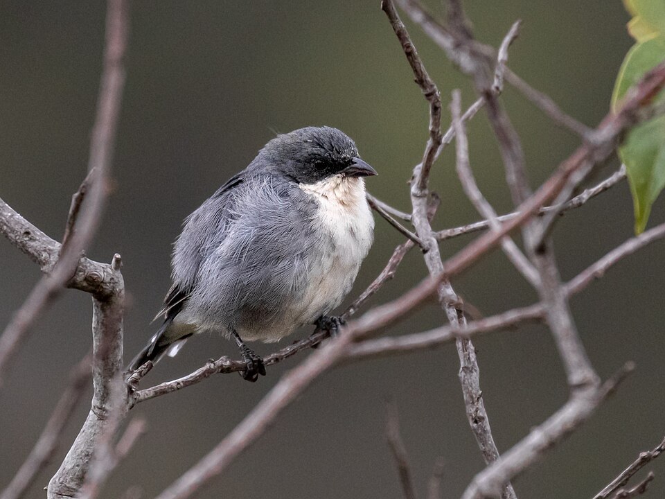 Cinereous Warbling Finch