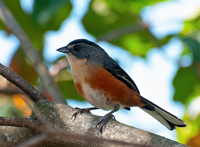 Buff-throated Warbling Finch