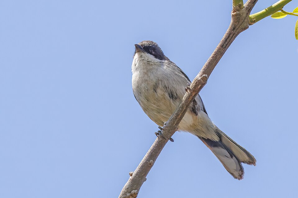 Black-capped Warbling Finch