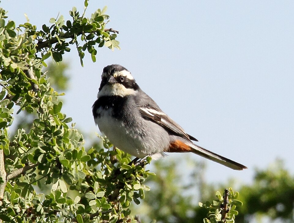 Ringed Warbling Finch