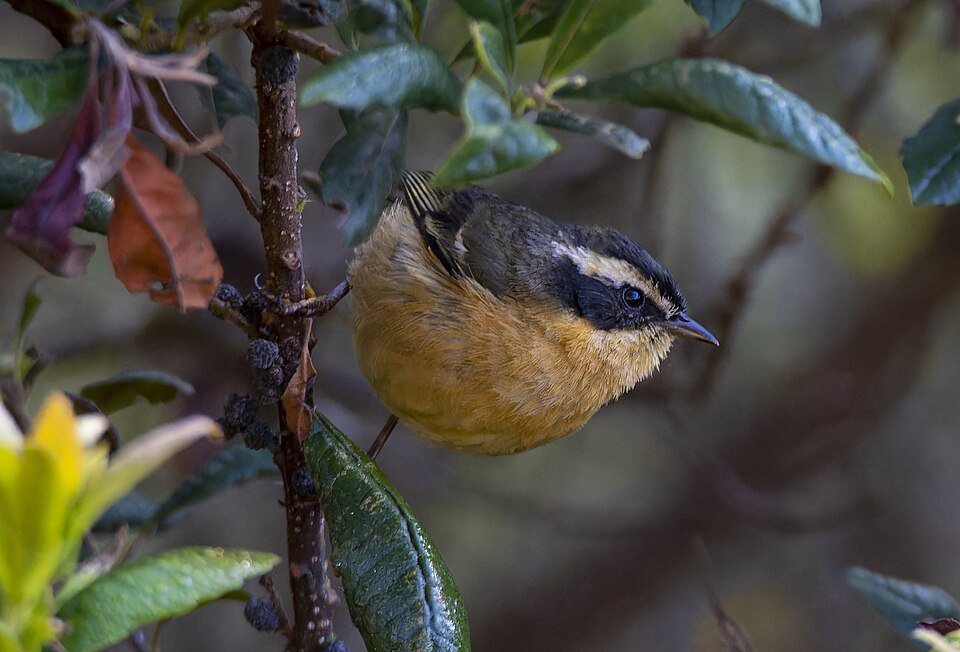 Three-striped Hemispingus