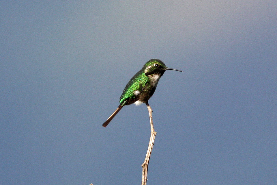 Slender-tailed Woodstar
