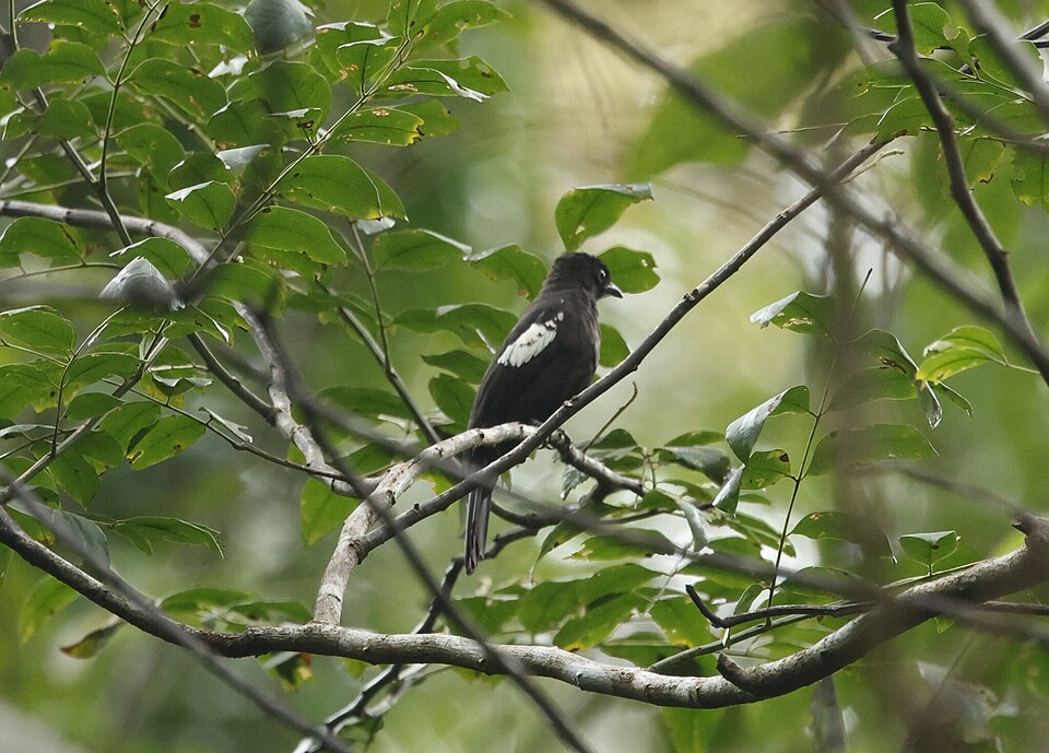 Black-and-white Bulbul
