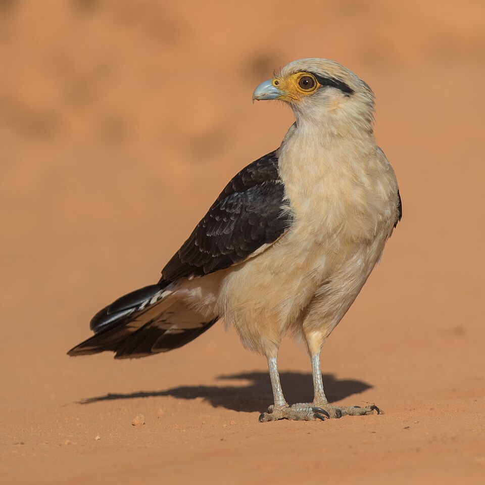 Yellow-headed Caracara