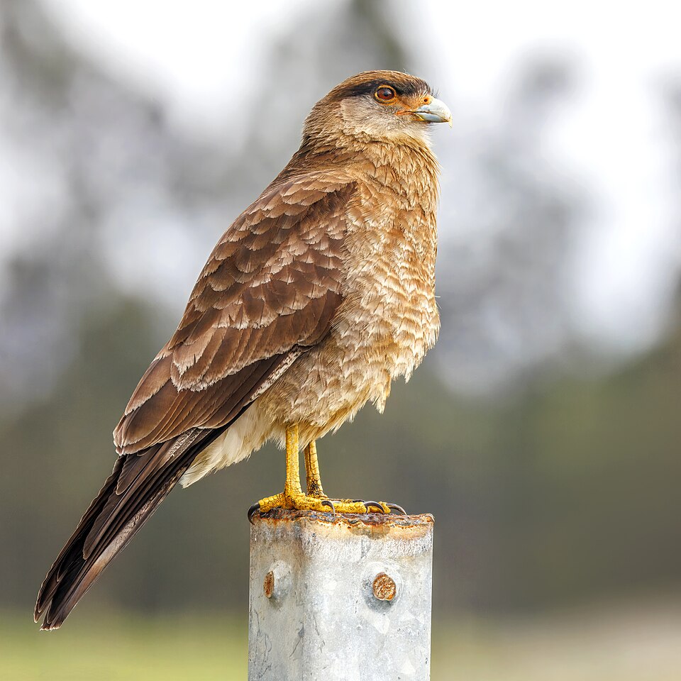 Chimango Caracara