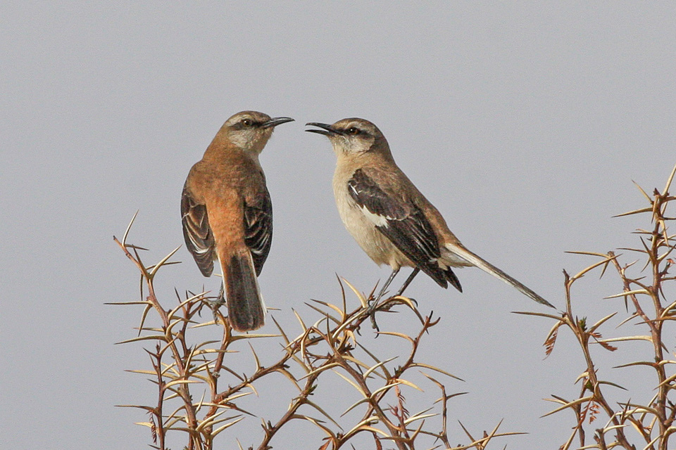 Brown-backed Mockingbird