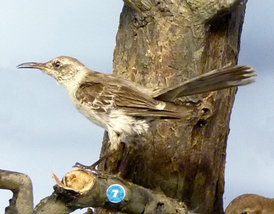 Socorro Mockingbird