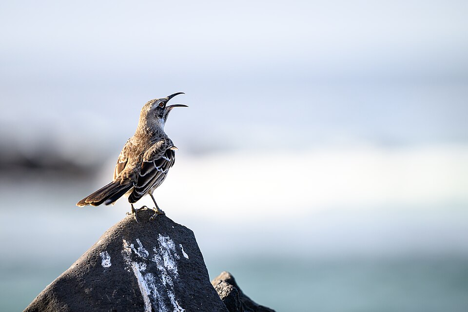 Espanola Mockingbird