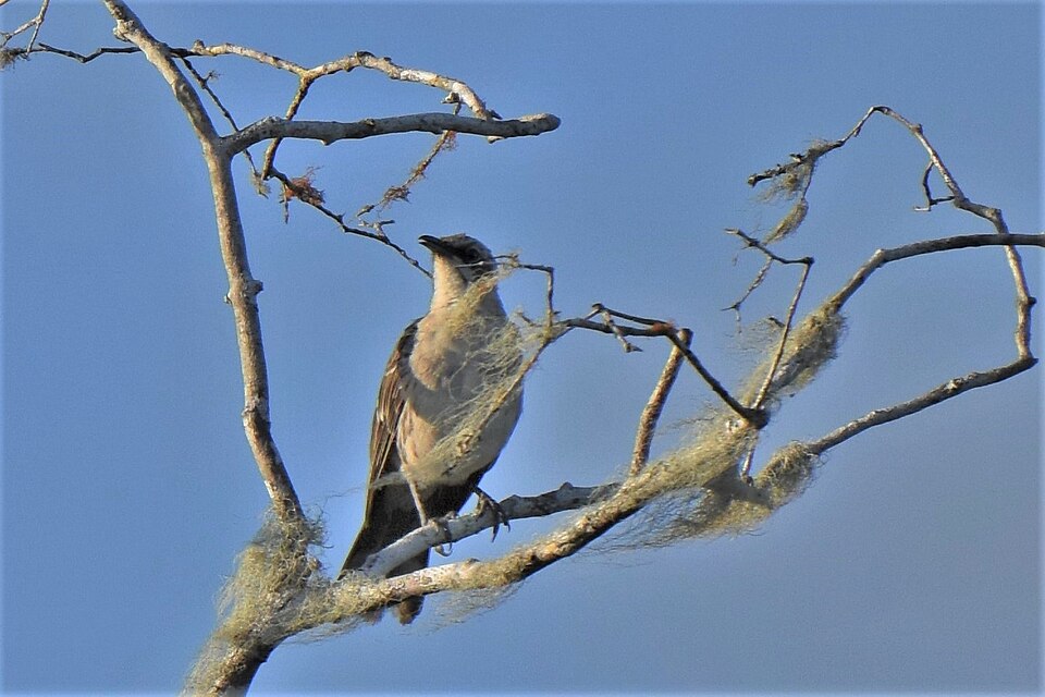 San Cristobal Mockingbird