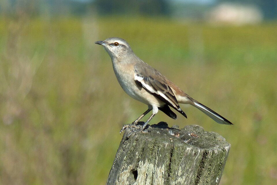 White-banded Mockingbird