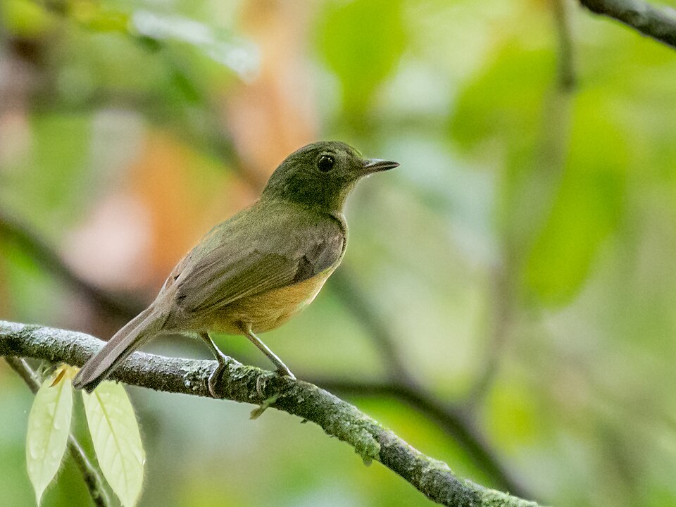 McConnell's Flycatcher