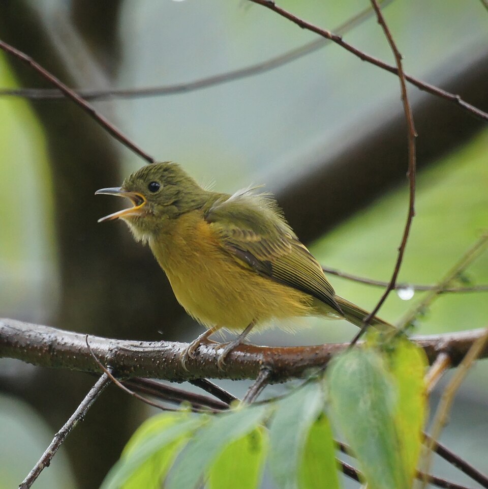 Ochre-bellied Flycatcher