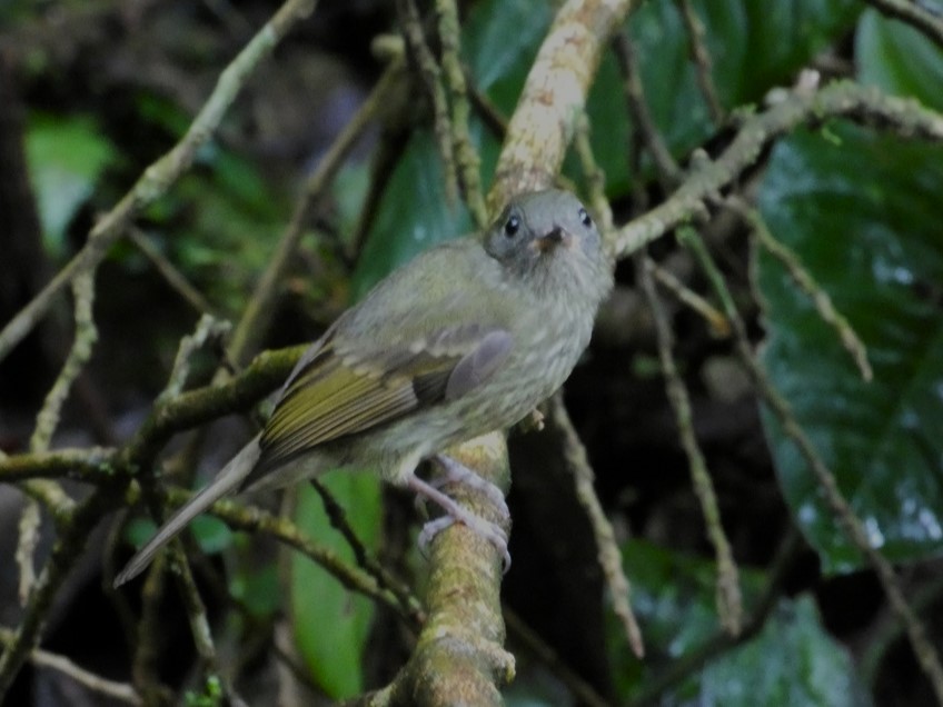 Olive-striped Flycatcher