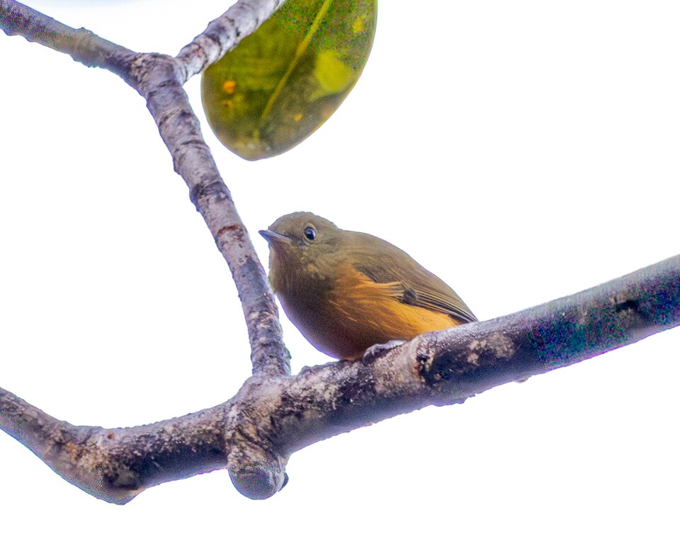 Sierra de Lema Flycatcher