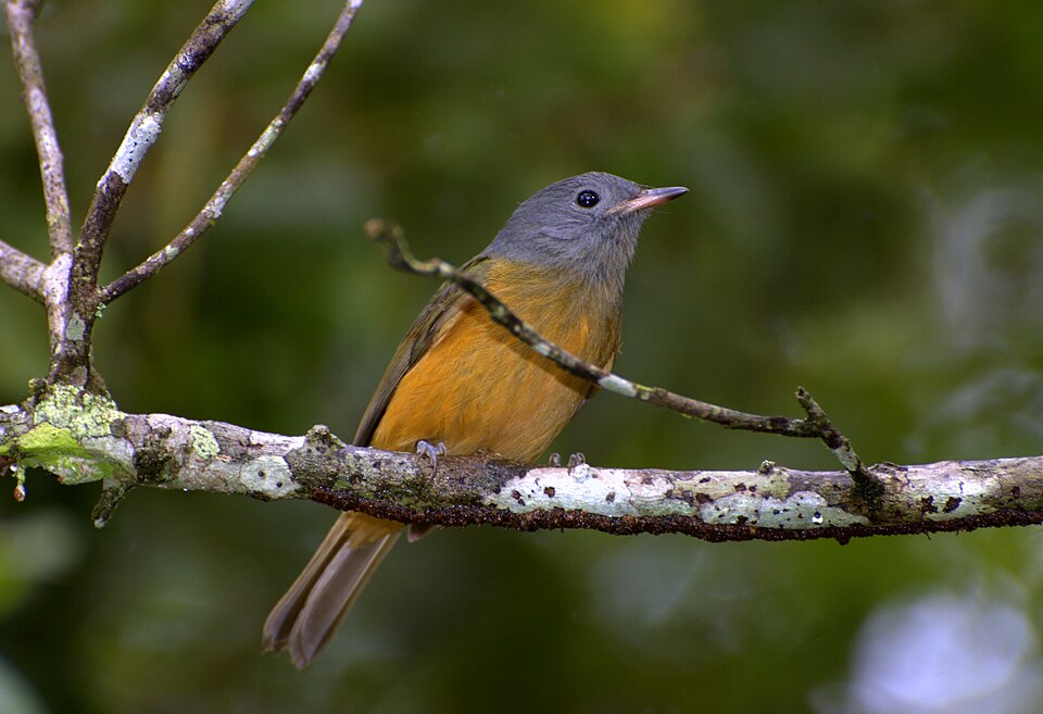 Grey-hooded Flycatcher